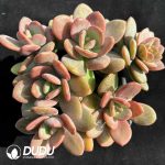 Echeveria HT Black Tea Clustering