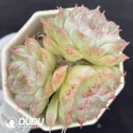 Echeveria Pandora Clustering