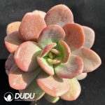 Echeveria HT Black Tea