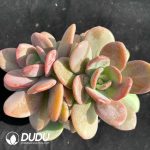 Echeveria HT Black Tea Double Heads