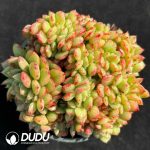 Echeveria Salem Cristata