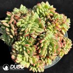 Echeveria Salem Cristata