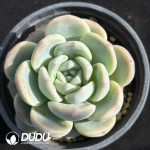 Echeveria Colored Glaze