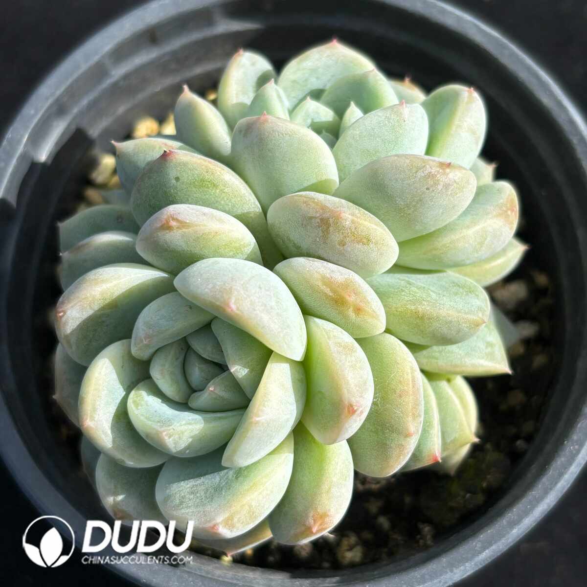 e201-1235.jpg Echeveria Colored Glaze Double Heads - Image 1