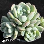 Echeveria Colored Glaze Clustering