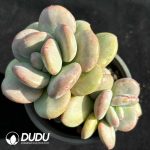 Echeveria Day and Night Galaxy