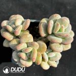 Echeveria Day and Night Galaxy Clustering