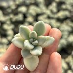 500Pcs Graptopetalum Ellen Variegated Cuttings