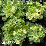 Aeonium Cat's Eye Rose Variegated