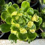 Aeonium Cat's Eye Rose Variegated