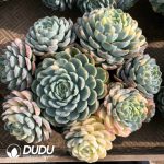 Echeveria Berry Variegated Clustering