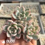 500Pcs Echeveria Monroe Variegated Cuttings