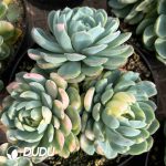 Echeveria Berry Variegated Clustering