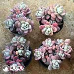 Graptopetalum Lavender Pebbles Variegated