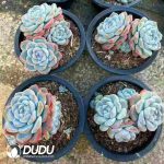 Echeveria Ice Green Clustering