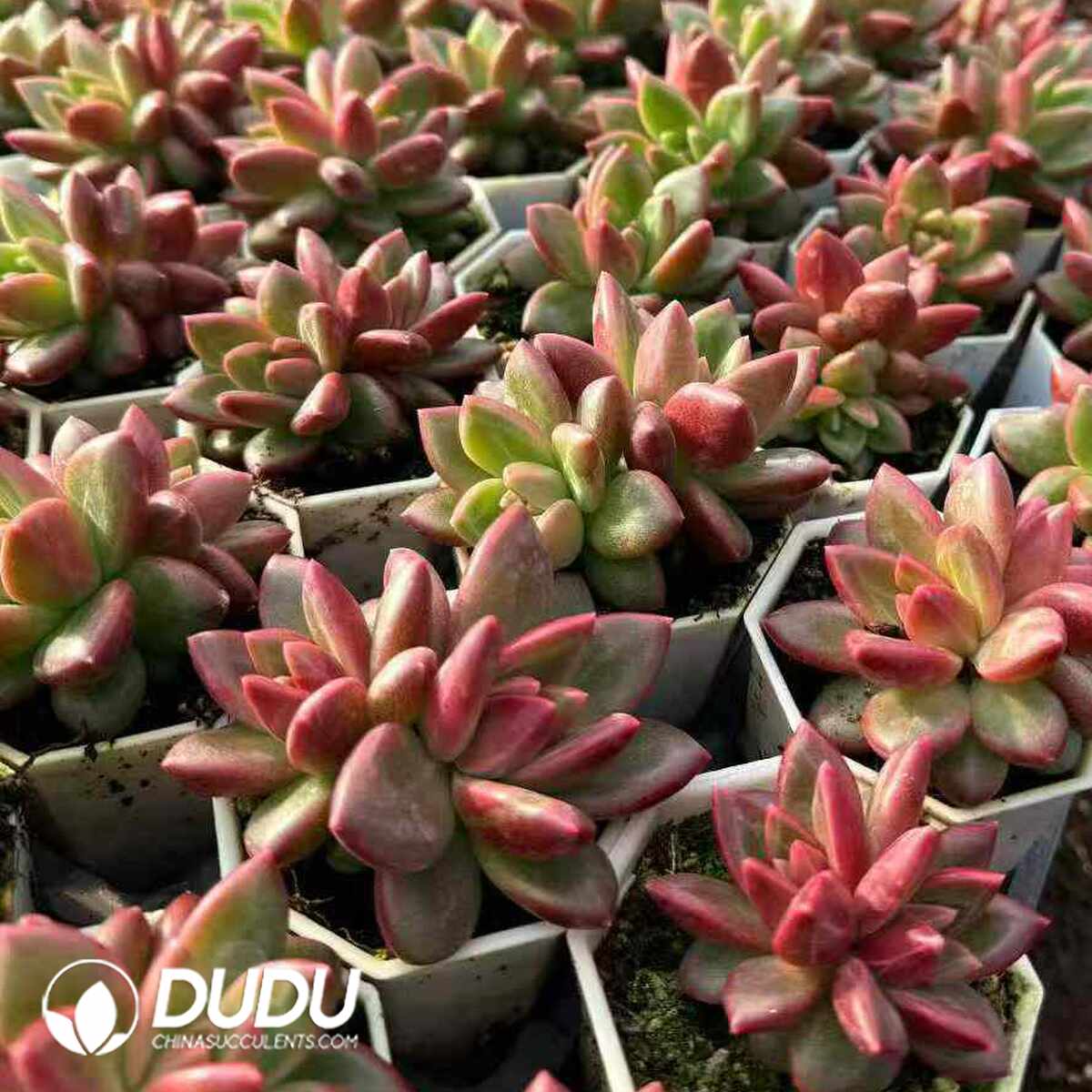 e201-1248.jpg Echeveria Mist bubbles Double Head - Image 1