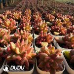 Echeveria Mist bubbles Clustering