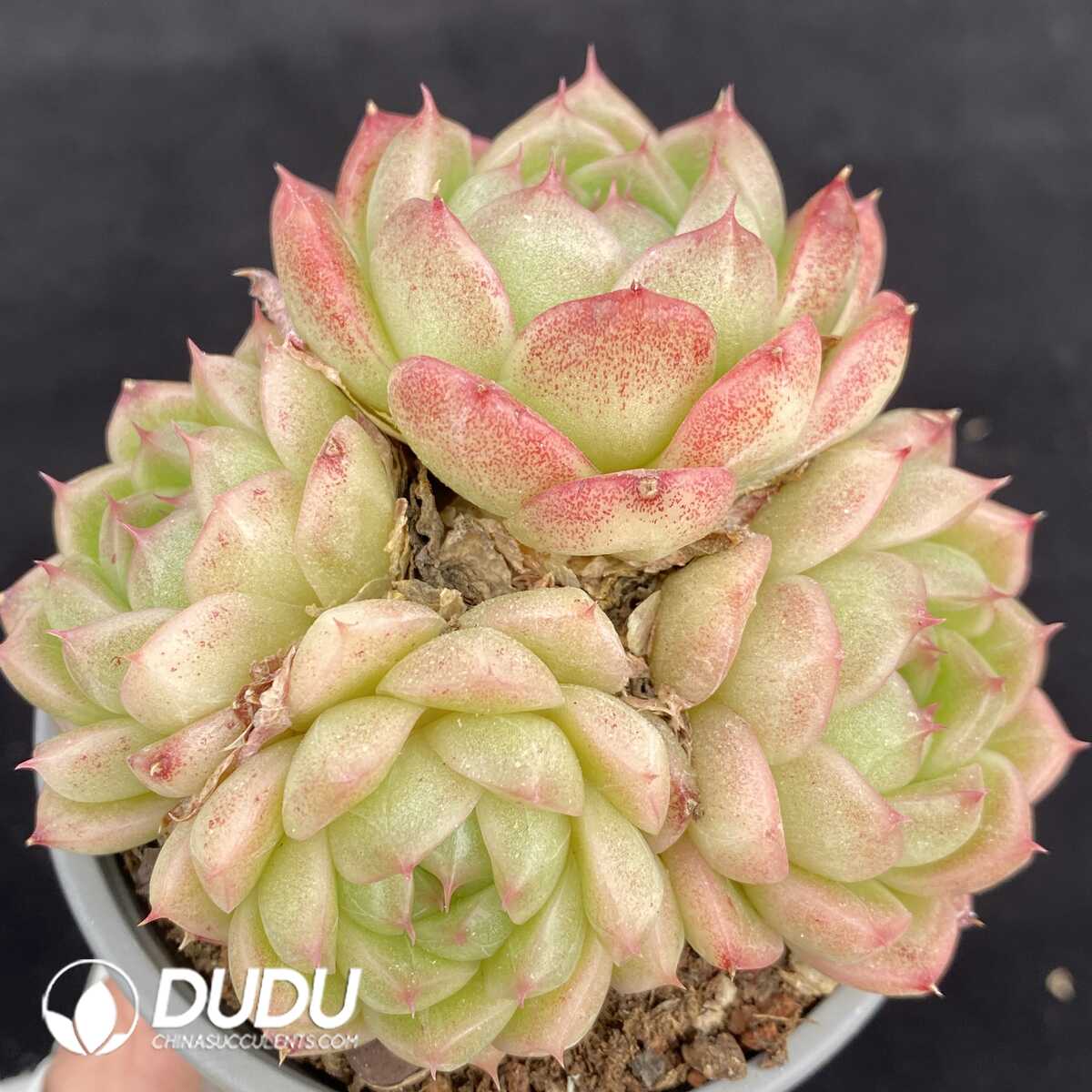 e201-125.jpg Echeveria Orange Wheat Straw Clustering - Image 1