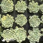 Echeveria Strawberry Ice Variegated