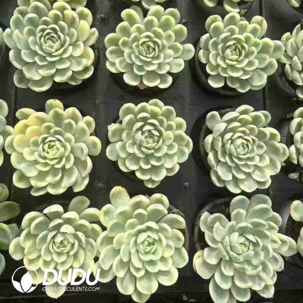 e201-1250.jpg Echeveria Strawberry Ice Variegated - Image 1