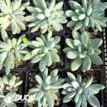 Echeveria Gothic Double Head