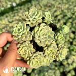 Echeveria Tinkerbell Variegated Clustering