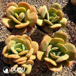 Echeveria Phoenix Feather