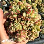 Echeveria Champagne Hybridization Cristata