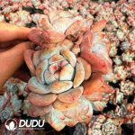 Echeveria Pomegranate Seed Monroe (5 Heads+)