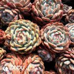 Echeveria Orange Star（Single or Double randomly）