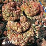 Echeveria Blue Fat Cristata