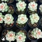 Echeveria Sugar Sunshine Grapes