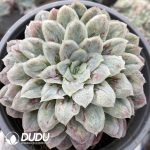 Echeveria seersucker