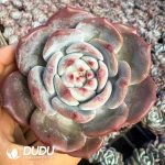 Echeveria Broad-leaved Blue Dream(Single or Double randomly）