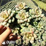 Echeveria Jelly Sunlight Grapes Clustering