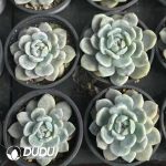 Echeveria Monroe Variegated