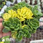 Echeveria Fanta Variegated (Yin-Yang Variegation)