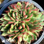 Echeveria Agavoides Rouge Cristata