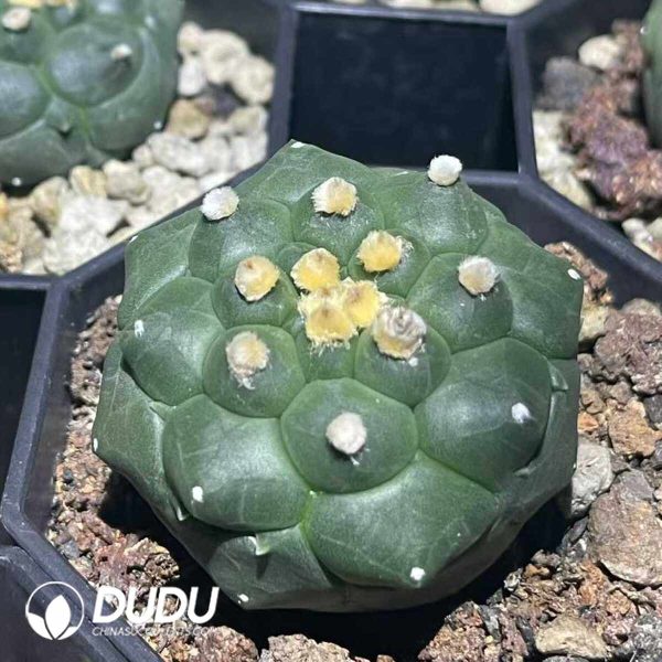 Astrophytum Asterias f. kikko ‘Kaku-Ibo’ - Image 1