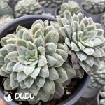 Echeveria seersucker Double Head