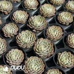 Echeveria Minima Variegated