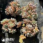 Echeveria Dew Fragrance Clustering