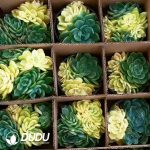 Echeveria Fanta Variegated Clustering