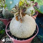 Gerrardanthus Macrorhizus Silver Leaf