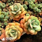 Echeveria Phoenix Feather Clustering