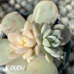 Echeveria Monroe Variegated (Yin-Yang Variegation)