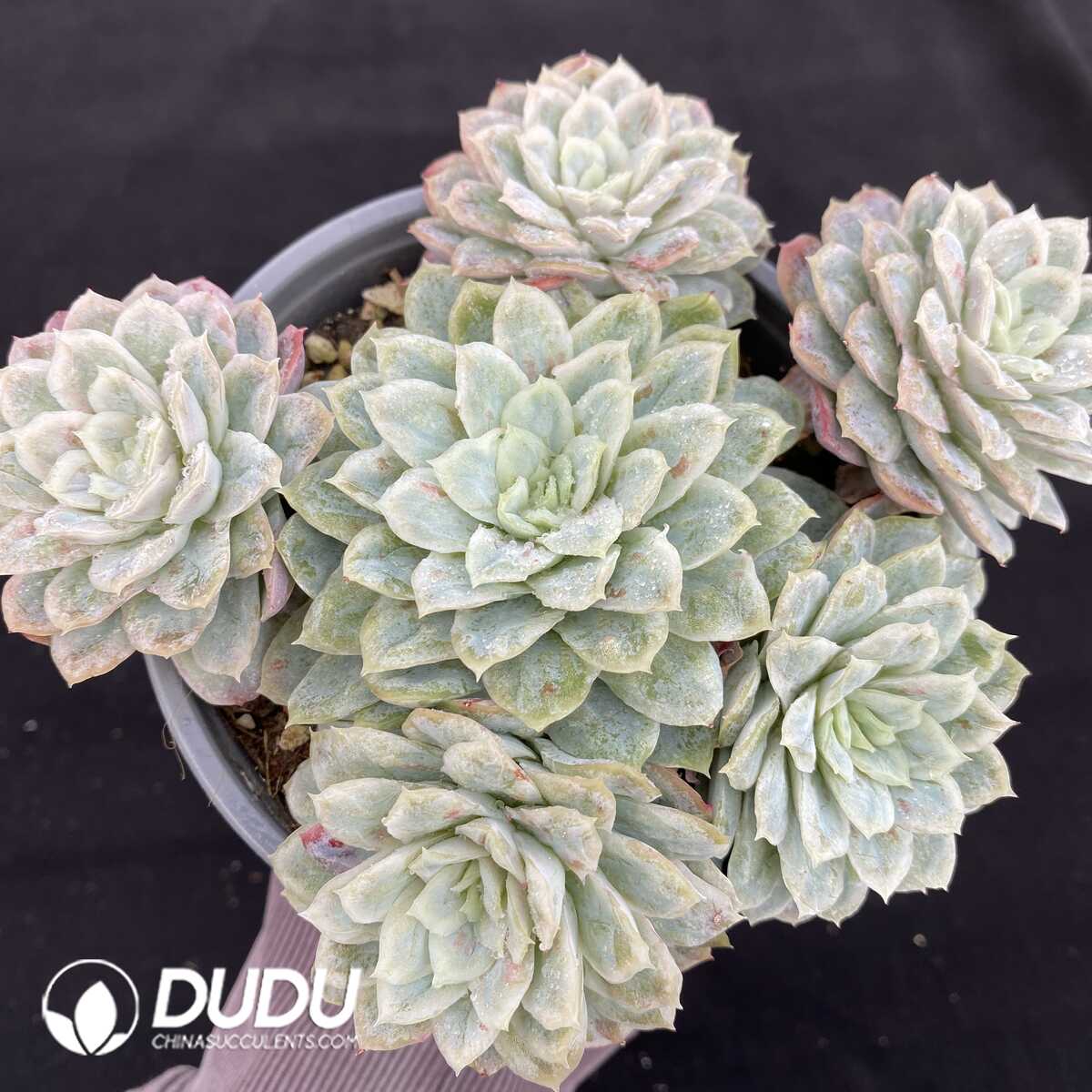 Echeveria seersucker Clustering – Dudu Wholesale Rare Live Succulents ...