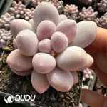 Graptopetalum Potato