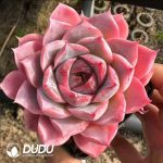 Echeveria Pink Temptation