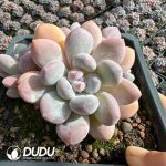 Pachyveria Perfume Clustering (3 heads +)